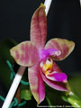 Photo : Phalaenopsis Guadalupe Pineda
