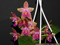 Photo : Phalaenopsis Guadalupe Pineda