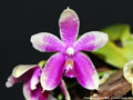 Photo : Phalaenopsis Borneo Belle