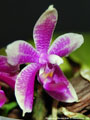 Photo : Phalaenopsis Borneo Belle