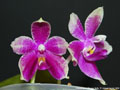 Photo : Phalaenopsis Borneo Belle