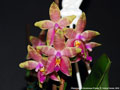 Photo : Phalaenopsis Guadalupe Pineda