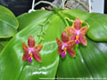 Photo : Phalaenopsis Guadalupe Pineda