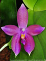 Photo : Phalaenopsis Tetra Bell