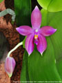 Photo : Phalaenopsis Tetra Bell