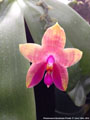 Photo : Phalaenopsis Guadalupe Pineda