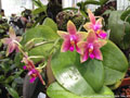 Photo : Phalaenopsis Guadalupe Pineda