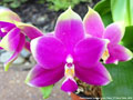 Photo : Phalaenopsis Samera