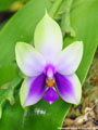 Photo : Phalaenopsis Samera