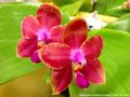 Photo : Phalaenopsis Guadalupe Pineda
