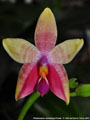 Photo : Phalaenopsis Guadalupe Pineda