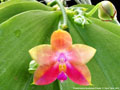 Photo : Phalaenopsis Guadalupe Pineda
