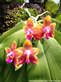 Photo : Phalaenopsis Guadalupe Pineda