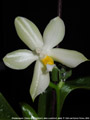 Photo : Phalaenopsis Cherry Spot