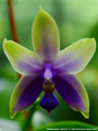Photo : Phalaenopsis Samera