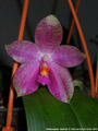 Photo : Phalaenopsis Gigabell