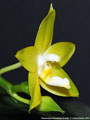 Photo : Phalaenopsis Guadalupe Pineda