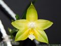Photo : Phalaenopsis Guadalupe Pineda