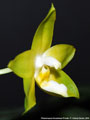 Photo : Phalaenopsis Guadalupe Pineda