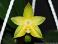 Photo : Phalaenopsis Guadalupe Pineda