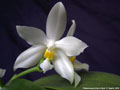 Photo : Phalaenopsis Cherry Spot