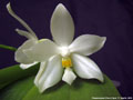 Photo : Phalaenopsis Cherry Spot
