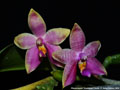 Photo : Phalaenopsis Guadalupe Pineda