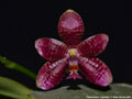 Photo : Phalaenopsis Fuscabell