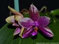Photo : Phalaenopsis Martina Lippold