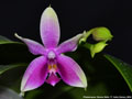 Photo : Phalaenopsis Borneo Belle