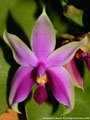 Photo : Phalaenopsis Samera