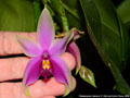 Photo : Phalaenopsis Samera