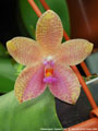 Photo : Phalaenopsis Gigabell