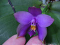 Photo : Phalaenopsis Samera