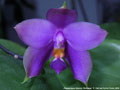Photo : Phalaenopsis Samera