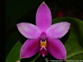 Photo : Phalaenopsis Samera