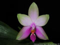 Photo : Phalaenopsis Samera