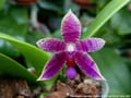 Photo : Phalaenopsis Autumn Rain