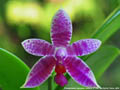 Photo : Phalaenopsis Autumn Rain