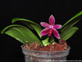 Photo : Phalaenopsis Autumn Rain