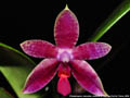 Photo : Phalaenopsis Autumn Rain