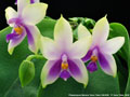 Photo : Phalaenopsis Samera