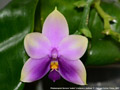 Photo : Phalaenopsis Samera