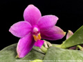 Photo : Phalaenopsis Borneo Star