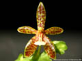 Photo : Phalaenopsis borneensis
