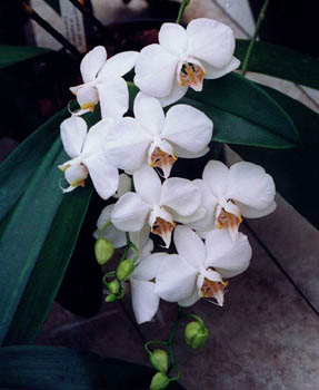 Phalaenopsis amabilis. Photo : Alain Brochart