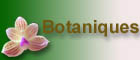 Phalaenospis botaniques