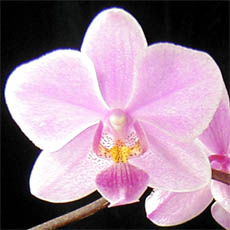 Phalaenopsis X veitchiana. Photo : Lauri Shaw