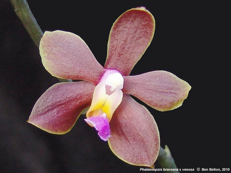 Phalaenidium,  Kingidium braceanum x Phalaenopsis venosa