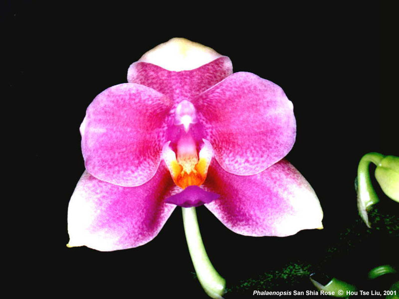 Phalaenopsis San Shia Rose